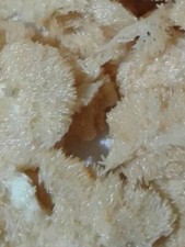 Premium Black Soldier Fly Eggs 100 grams Start your BSFL colony Reptile Food picture