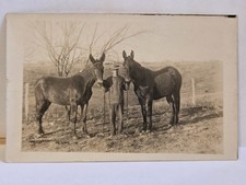 RPPC Real Photo Postcard Man Standing Between Two Mules in Field, Unposted picture