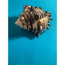 VTG Rare Natural Murex Sea Shell  Coastal  Pre-Ban picture