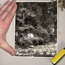 Original VTG New Zealand Government Publicity Photo: Dorothy Creek Lake Kanieri picture