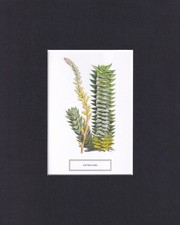 8X10 Matted Picture Print Art, New York Botanical Garden: Astroloba, Plant picture