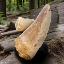 Carcharodontosaurus Tooth Dinosaur Fossil Specimen 2