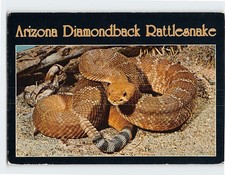 Postcard Arizona Diamondback Rattlesnake picture