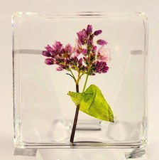 38mm Real Buckwheat Flower in Clear Resin Botany Herb Science Education Specimen picture