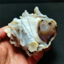 Rare 442G Natural Inner Mongolia Gobi Eyes Agate Rough stone Healing R1688 picture