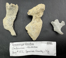 Dinosaur Bone Fragments from Kentucky, USA picture