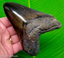Megalodon Shark Tooth Real Fossil 4.95” BIG XL Megladon No Restorations picture
