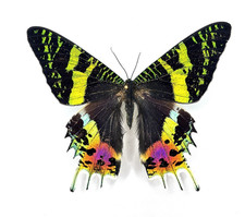 Urania ripheus Butterfly RAINBOW SUNSET MOTH UNMOUNTED WINGS CLOSED picture