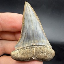 Megalodon Era Mako Shark Tooth From Peru - 2.26” Natural picture