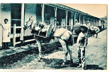 Cuban postcard
