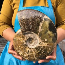 4.79LB Natural Whole Ammonite Fossilized Crystal Mineral Specimen Reiki Healing picture