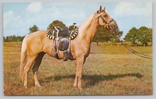 Postcard Palomino Pony In The Field Vintage picture