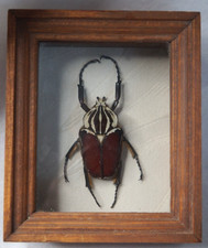 Vintage Chuck Kondor Original Framed Goliath Beetle Specimen Goliathus Goliatus picture