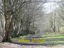 Photo 6x4 Row of Hornbeams, Justice Hill, Northaw Great Wood The Ridgeway c2007 picture