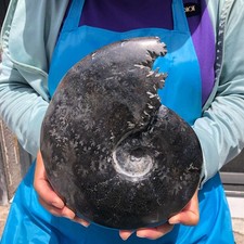 3.74LB TOP Natural Beautiful Black Fossil Conch Crystal Specimen Healing 6810 picture
