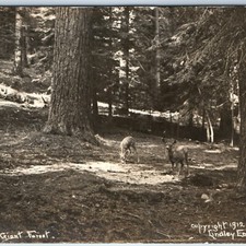 1912 Sequoia National Park, CA Deer RPPC Giant Forest Lindley Eddy Photo #106 PC picture
