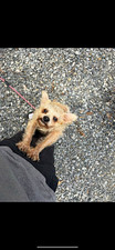 Yorkshire Terrier Dog Collectible Photos - Dog on Leash Outdoors and in Car picture