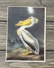 Vintage 1987 White Pelican By John James Audubon Postcard  picture