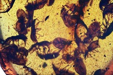 Huge Swarm of Coleoptera (Beetles), Fossil inclusion in Burmese Amber picture