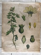 Original vintage pull down school chart of Blin black, Hyoscyamus niger litograp picture