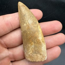 Real Dinosaur Tooth Fossil 2.88” Northern Africa picture