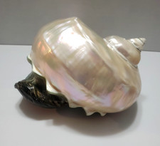 LARGE VTG PEARL TURBO IRIDESCENT SEASHELL MARMORATUS MOTHER OF PEARL TURBAN picture