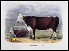 The Hereford Cow Breed New Metal Sign: 9x12
