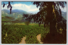 Postcard CA Southern California Orange And Lemon Groves Chrome UNP A14 picture