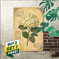 vintage botanical hydrangea illustration aged parchment background corner picture