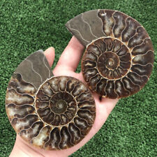 250g+ A Pair Natural Crystal ammonite fossil conch specimen Reiki healing gift picture
