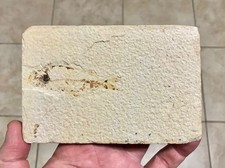 NICE KNIGHTIA FISH FOSSIL - 5.75” x 3.8” -GREEN RIVER FORMATION,KEMMERER WYOMING picture
