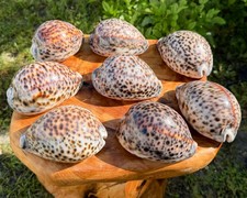 LARGE Tiger Cowrie Shells 4-5