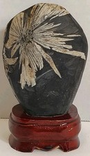 Chrysanthemum Stone Natural Crystal Flower Mineral Specimen Wood Stand 4.6