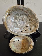 Two Very Old Abalone Shells picture