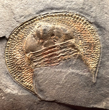 Large Declivolithus titan Trilobite Fossil – Impressive Detail ✅ picture
