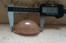 F Luria pulchra sinaiensis super natural glossy 69.8mm F+++ red sea shell picture