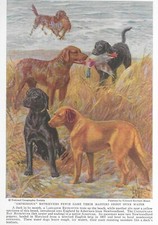 Labrador / Chesapeake Bay Retriever - Custom Matted Vintage Color Dog Print 1937 picture