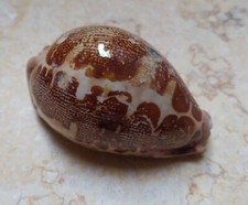 F Cypraea rosea mappa singularis 70..5mm F++ great pattern natural glossy rare picture