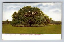 New Orleans LA-Louisiana, Suicide Oak, City Park, Antique Vintage Postcard picture