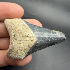 Authentic Megalodon Shark Tooth 2.15” Bone Valley Florida picture
