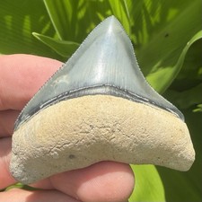 TOP .01% QUALITY GOLDEN BEACH POSTERIOR MEGALODON TOOTH 2.30” ALL NATURAL picture