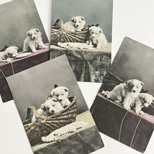 Antique Postcard Set Adorable Sweet Fuzzy Fluffy Puppy Dog Basket Tinted picture