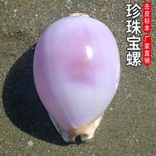 2.8in Natural Rare Sea Shell Pearl Conch White and Purple Shell Decoration picture