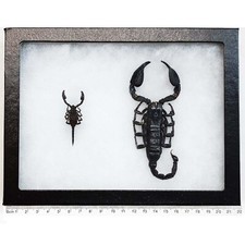 Heterometrus laoticus + cyaneus scorpions Southeast Asia framed picture