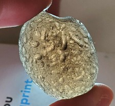 Natural Colombianite, 29 grams picture