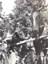 Hardworking Farm Woman w/Team of Horses in a Corn Field: 1940's Snapshot Photo picture