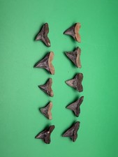 10 Jewelry Grade Bull Shark Teeth Fossils Venice Florida picture