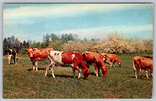 c1960s Pleasant Pastures Cows Grazing Boston Mass Chrome Postcard picture