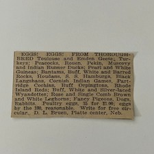 Bred Toulouse and Emden Geese D.L. Bruen Platte Center NE 1911 Ad SAG9-S11 picture