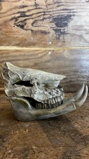 Fossil Skull - Ancient/Rare Skull With Large Tusks Prehistoric – New - Artifact picture